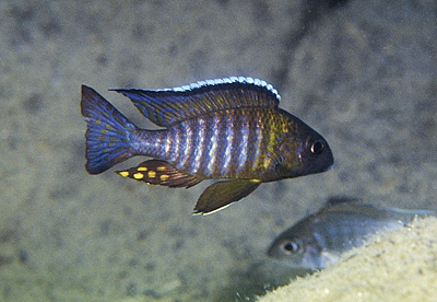 Aulonocara sp. 'chitande type mozambique' Londo Bay